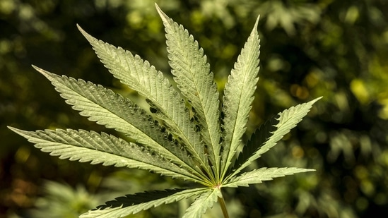 Around 4 million people consumed cannabis in Germany last year, 25% of whom were between ages 18 and 24. (Representational Image) (AFP)