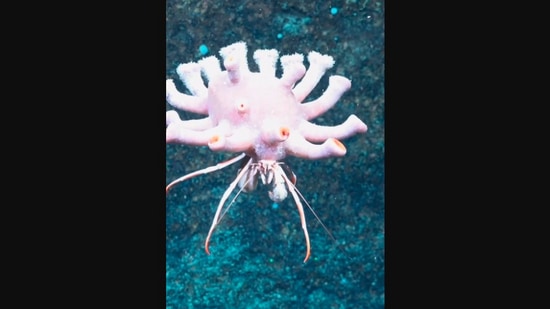 This image, taken from the Instagram video, shows the crab ‘dressed’ for Halloween. (Instagram/@schmidtocean)