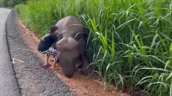The image, taken from the Twitter video, shows the woman helping a baby elephant stuck in mud.(Twitter/@susantananda3)
