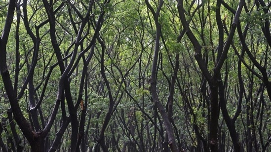 The CPA team studied 1,414 forest offences from 2016-20 (from registers maintained by the forest department), 780 arrests from 2011-2020, and 129 FIRs from 2016-2020. (Satyabrata Tripathy/HT Photo/Representative Image)