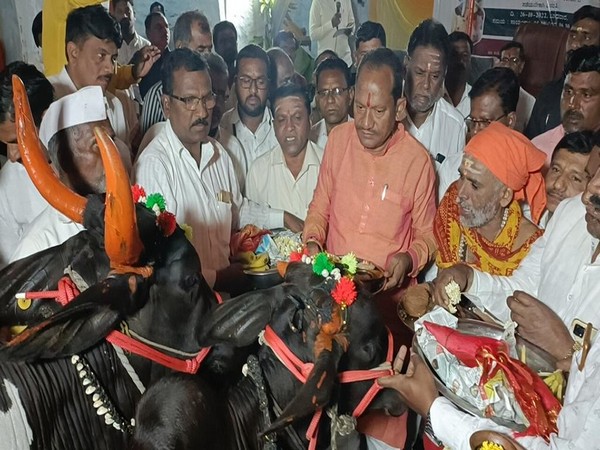 Karnataka Animal Husbandry Minister Prabhu Chavan performing Gopuja on Balipadyami day. (ANI) Karnataka Animal Husbandry Minister Prabhu Chavan performing Gopuja on Balipadyami day. (ANI)