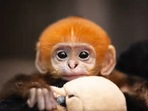 The image, taken from the Facebook video of a newborn langur bonding with its mama and papa, shows the little one.