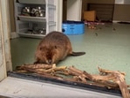 The image, taken from the viral Facebook video, shows the baby beaver at the rescue centre busy building a ‘dam’.
