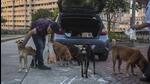 Residents of Castle rock complex feed stray dogs outside the building premises at Powai. (Pratik Chorge/HT PHOTO) Residents of Castle rock complex feed stray dogs outside the building premises at Powai. (Pratik Chorge/HT PHOTO)