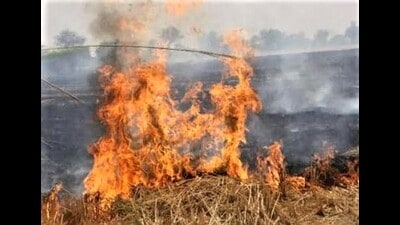 Heavy fines will be levied on those burning stubble (HT PHOTO)