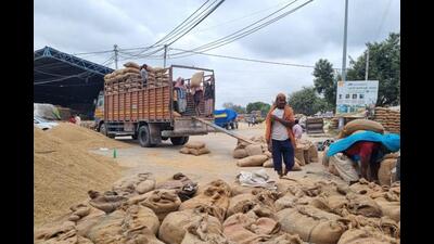 Food, civil supplies and consumer affairs minister Lal Chand Kataruchak said in merely four weeks of the onset of the procurement season, more than 105 LMT paddy has arrived in the mandis till today out of which nearly 104 LMT paddy has already been procured. (HT File Photo)