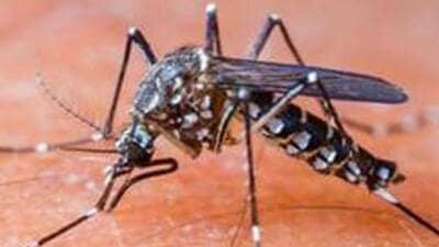 Dengue is a mosquito-borne viral disease with symptoms like high fever, headache, rash and muscle and joint pain. (REPRESENTATIVE PHOTO)