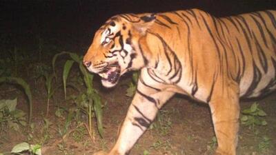 The movement of big cats, including tigers and leopards, has been regularly reported from the south Kheri area. (REPRESENTATIVE IMAGE ) The movement of big cats, including tigers and leopards, has been regularly reported from the south Kheri area. (REPRESENTATIVE IMAGE )
