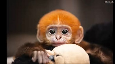 The image, taken from the Facebook video of a newborn langur bonding with its mama and papa, shows the little one. (Facebook/@stlzoo)