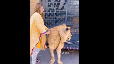 Woman pets lion in viral video. (Instagram/@k4_khaleel) Woman pets lion in viral video. (Instagram/@k4_khaleel)