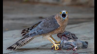 The agitated Shikra on a pigeon kill ‘screams’ at gawking cops. (PHOTO: ANUJ JAIN) The agitated Shikra on a pigeon kill ‘screams’ at gawking cops. (PHOTO: ANUJ JAIN)