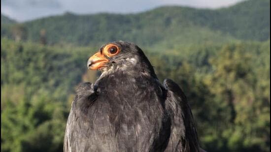 Amur falcons undertake a yearly journey of about 20,000 km. (Sourced)