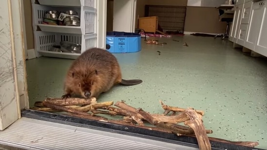 The image, taken from the viral Facebook video, shows the baby beaver at the rescue centre busy building a ‘dam’.(Facebook/@NewhouseWildlifeRescue)