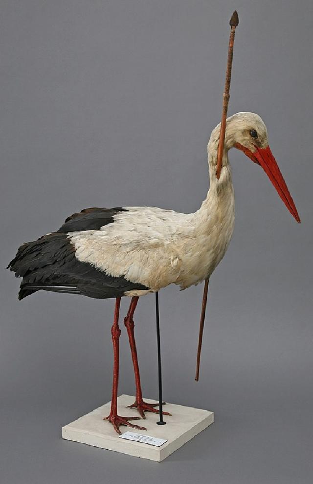 The White stork impaled with an African spear was shot in Germany in 1822. (PHOTO: ZOOLOGICAL COLLECTION, UNIVERSITY OF ROSTOCK, GERMANY) The White stork impaled with an African spear was shot in Germany in 1822. (PHOTO: ZOOLOGICAL COLLECTION, UNIVERSITY OF ROSTOCK, GERMANY)