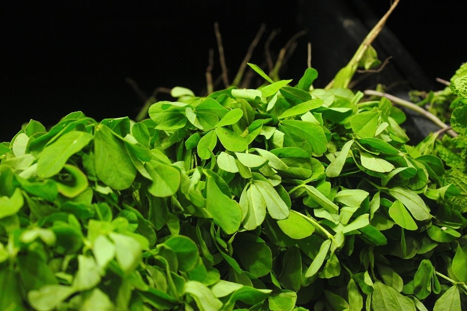 Dried methi leaves and methi seeds are used year long for flavouring veggies and also as medication in Ayurveda (Pixabay)