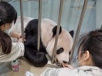 Workers treating sick male panda Tuan Tuan at the zoo in Taipei. Workers treating sick male panda Tuan Tuan at the zoo in Taipei.