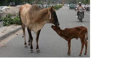 Nagar Nigam is having problems in launching drives against stray cattle as there is no place huge enough to accommodate large number of stray cattle after they are caught. (Pic for representation)