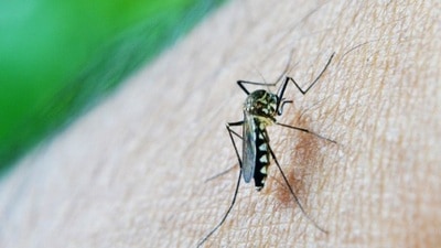 At least 10 dengue patients are admitted to Lucknow hospitals (HT PHOTO)