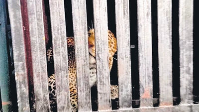 Another leopard suspected to have killed child in Aarey captured