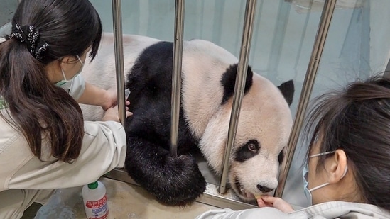 Workers treating sick male panda Tuan Tuan at the zoo in Taipei.(AFP)