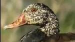 The white-winged wood duck is also called Deo Hanh or divine duck in Assam. (Sourced) The white-winged wood duck is also called Deo Hanh or divine duck in Assam. (Sourced)