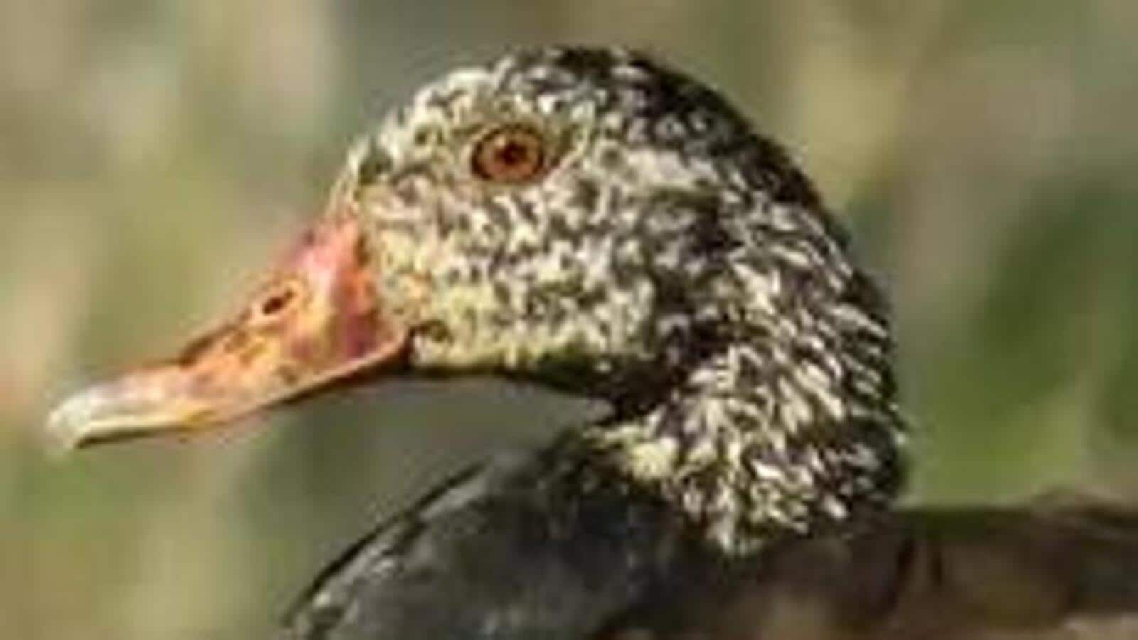 Habitat loss could push Assam’s bird to extinction, says study

 | Media Pyro