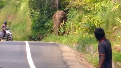 The image, taken from the Twitter video, captures the elephant standing on the side of the road with a forest watcher guarding it. (Twitter/@supriyasahuias)