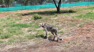 Sheopur, Sep 17 (ANI): A Cheetah, which had become extinct from India, was released by Prime Minister Narendra Modi at Kuno National Park on the occasion of his 72nd birthday, on Saturday. (ANI Photo) (ANI) Sheopur, Sep 17 (ANI): A Cheetah, which had become extinct from India, was released by Prime Minister Narendra Modi at Kuno National Park on the occasion of his 72nd birthday, on Saturday. (ANI Photo) (ANI)
