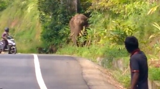 The image, taken from the Twitter video, captures the elephant standing on the side of the road with a forest watcher guarding it.(Twitter/@supriyasahuias)