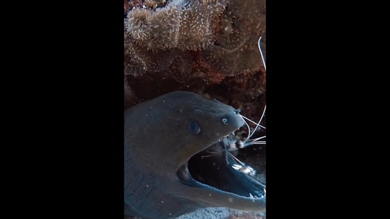 The image, taken from the Instagram video, shows the giant eel and the tiny shrimp.(Instagram/@unbiodiversity)