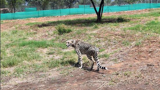 All 8 cheetahs at Kuno to be released into 6-km soft enclosure on November 5 | Latest News India - Hindustan Times All 8 cheetahs at Kuno to be released into 6-km soft enclosure on November 5 | Latest News India - Hindustan Times