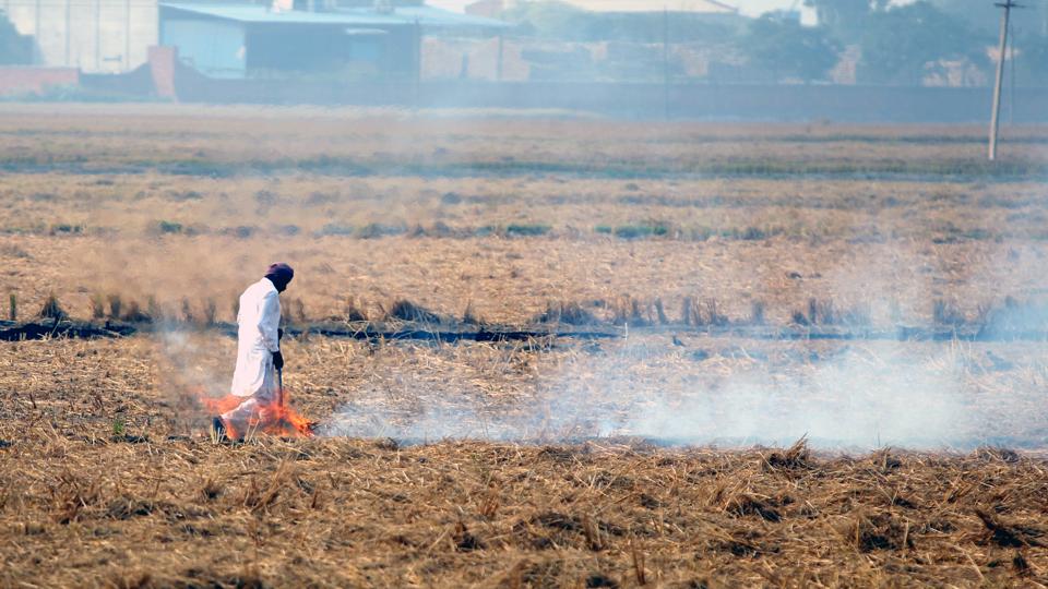 Punjab has witnessed 16,004 paddy residue burning events till October 31 (HT file photo) Punjab has witnessed 16,004 paddy residue burning events till October 31 (HT file photo)