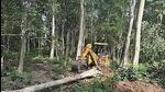 The Uttarakhand forest department questioned the FSI report, saying they want to know which satellite images FSI used to come to a conclusion on the number of trees felled. (HT File Photo) The Uttarakhand forest department questioned the FSI report, saying they want to know which satellite images FSI used to come to a conclusion on the number of trees felled. (HT File Photo)