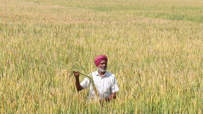 Progressive farmer Baldev Singh from Bajak village in Bathinda gears up to harvest his paddy crop and make way to mix residue in fields without burning the straw in Punjab. (Sanjeev Kumar/Hindustan Times) Progressive farmer Baldev Singh from Bajak village in Bathinda gears up to harvest his paddy crop and make way to mix residue in fields without burning the straw in Punjab. (Sanjeev Kumar/Hindustan Times)
