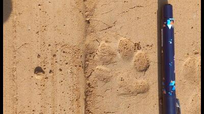The wildlife officials said a leopard has been spotted several times in the Manesar area, and this time, they also found pug marks at different spots. (HT Photo) The wildlife officials said a leopard has been spotted several times in the Manesar area, and this time, they also found pug marks at different spots. (HT Photo)