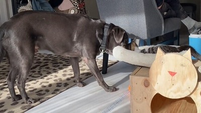 The image, taken from the Reddit video, shows the dog trying to take away the cat’s bed. (Reddit/@Bram157)