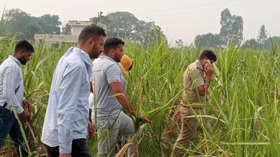 Police personnel leading away gangsters hiding in sugarcane fields in Jalandhar. (HT Photo)