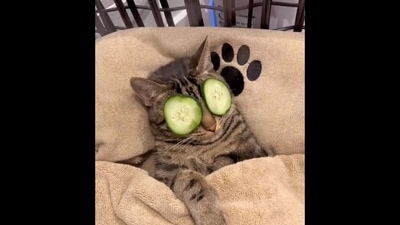 The cat named Chase enjoying the spa session in viral video. (Instagram/@dontstopmeowing) The cat named Chase enjoying the spa session in viral video. (Instagram/@dontstopmeowing)