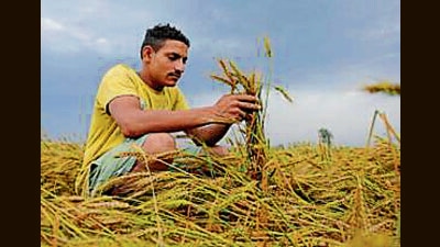 Experts informed that the first fortnight of November was the optimum sowing time for the wheat crop. (HT file photo) Experts informed that the first fortnight of November was the optimum sowing time for the wheat crop. (HT file photo)
