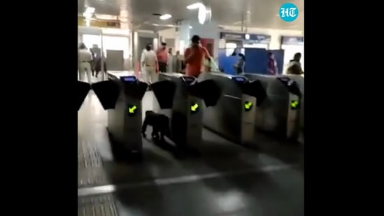 The image, taken from the Instagram video, shows the monkey at a Delhi Metro station.(Screengrab)