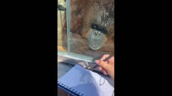 Orangutan watches a woman make doddles.(Reddit/@Ainsley Sorsby)