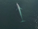 A blue whale is seen in the coast of Chiloe, 