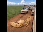 Lions in the middle of the road.(Twitter/@buitengebieden) Lions in the middle of the road.(Twitter/@buitengebieden)