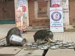 Pigs seen licking soiled utensils lying outside food centre in Bharatpur run under state govt's 'Indira Rasoi Yojana', organisers Pigs seen licking soiled utensils lying outside food centre in Bharatpur run under state govt's 'Indira Rasoi Yojana', organisers