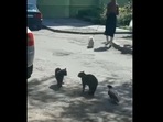 The image shows the crow inciting a fight between two cats who are in a stand-off.
