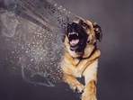 It is very important to recognise the early signs of your dog being a bully. (Pixabay) It is very important to recognise the early signs of your dog being a bully. (Pixabay)