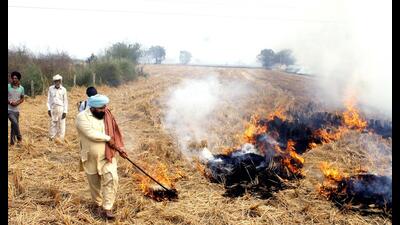 Farmers burn dry paddy stubble at a village in Patiala on Wednesday. (ANI)