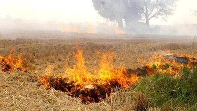 dry paddy stubble burning at a village in Patiala on Wednesday. (ANI) dry paddy stubble burning at a village in Patiala on Wednesday. (ANI)