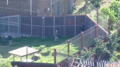 Sydney Taronga Zoo: Zoo employees inspect the fences around a lion enclosure. (Reuters)