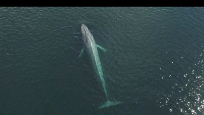 A blue whale is seen in the coast of Chiloe, (REUTERS)